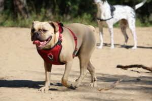 best dog harnesses