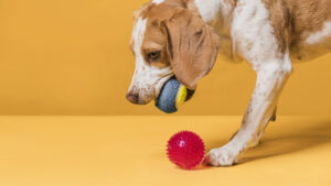 Choosing Safe Chew Toys for Dogs