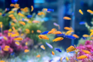 10 Small Fish Perfect for Your Freshwater Aquarium