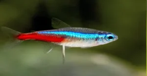 Guide on Neon Tetras Fish