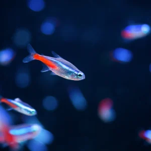 Guide on Neon Tetras Fish